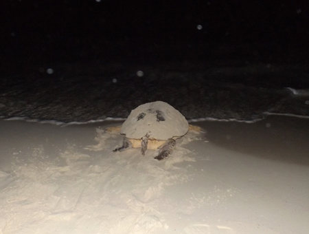 First Turtles of the Season at Royal Resorts