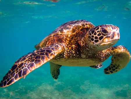 green turtle